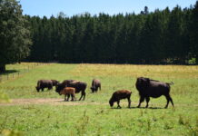 Promotion des métiers du tourisme durable dans le Doubs Horloger