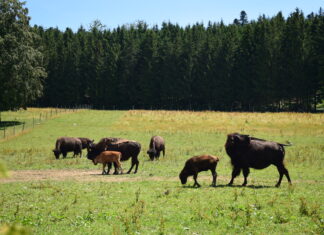 Haut-Doubs. Promotion des métiers du tourisme durable dans le Doubs Horloger Promotion des métiers du tourisme durable dans le Doubs Horloger