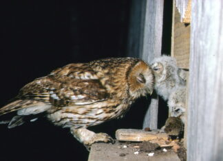 Haut-Doubs. Chouette soirée en vue à Saint-Julien-les-Russey hulotte