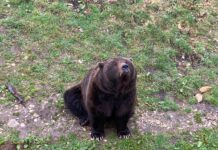Ours Lugo à JuraParc