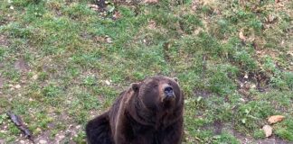 Ours Lugo à JuraParc