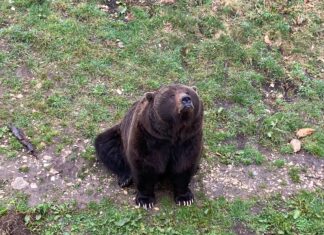 Ours Lugo à JuraParc