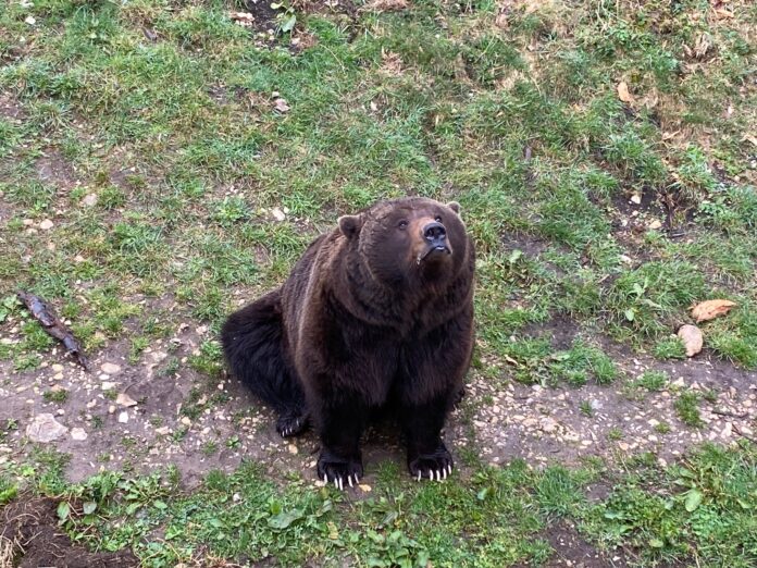 Ours Lugo à JuraParc