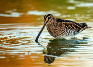 Bécassine des marais