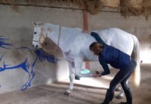 Jessica Foraison au chevet des animaux