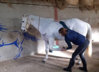 Jessica Foraison au chevet des animaux