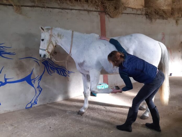 Jessica Foraison au chevet des animaux