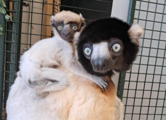 Besançon. La Citadelle accueille un nouveau-né Propithèque couronné lémurien