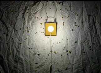 obersvation papillons gazouillis maiche