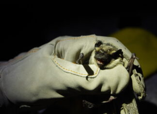 Haut-Doubs. Un inventaire des chauve-souris est en cours Sérotine bicolore