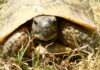 Région. La faune sauvage suscite les convoitises tortue