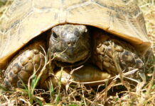tortue