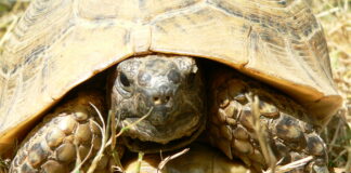 tortue