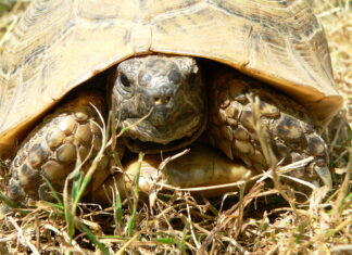 Région. La faune sauvage suscite les convoitises tortue