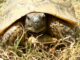 tortue