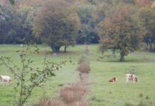 animaux dans un champs