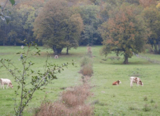 animaux dans un champs