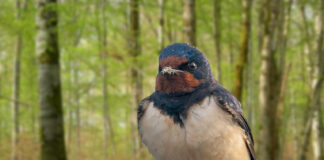 Une hirondelle