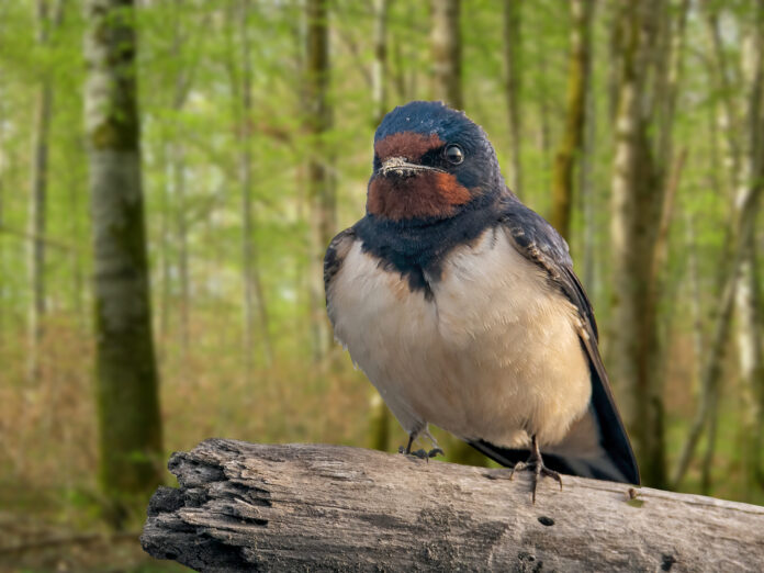Une hirondelle