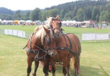 chevaux comtois
