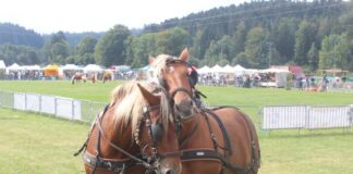 chevaux comtois