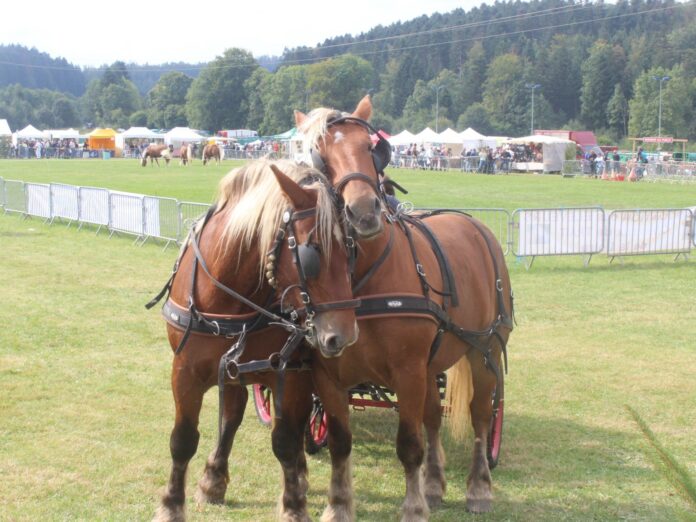 chevaux comtois