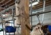Une vache Montbéliarde