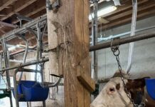 Haut-Doubs. Des agriculteurs sensibles aux bienfaits de la musique des plantes et de l’eau informée Une vache Montbéliarde