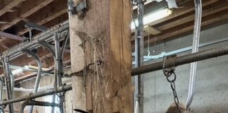 Une vache Montbéliarde