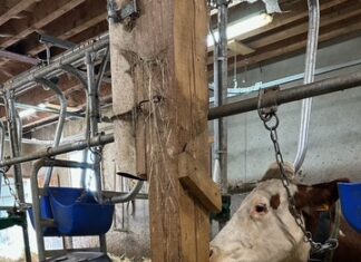 Une vache Montbéliarde