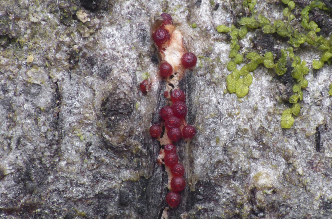 Photographie d'une des espèces trouvées
