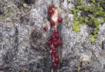 Région. Découverte de deux espèces de champignons en Franche-Comté Photographie d'une des espèces trouvées