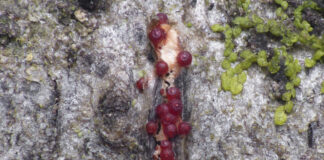 Région. Découverte de deux espèces de champignons en Franche-Comté Photographie d'une des espèces trouvées