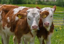 vaches