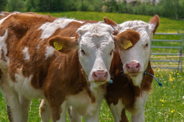 vaches