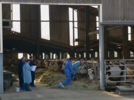 Doubs. Dermatose nodulaire contagieuse : les manquements de l’État La ministre de l'Agriculture qui assiste à la vaccination