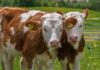 vaches