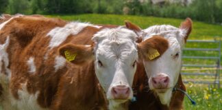 Grand Pontarlier. Les élus soutiennent les agriculteurs face à la dermatose nodulaire par un vote symbolique vaches
