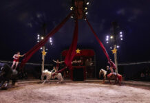 Besançon. La compagnie Pagnozzo s’installe à Planoise Le cirque équestre Pagnozzo