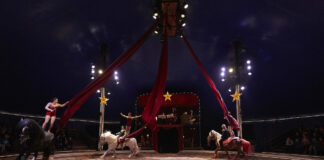 Besançon. La compagnie Pagnozzo s’installe à Planoise Le cirque équestre Pagnozzo
