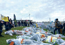 Le Dossier. Dermatose nodulaire contagieuse : la grande incompréhension Représentation de la Dermatose Nodulaire