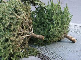 Besançon. Le Sybert recycle les sapins de Noël jusqu’au 23 janvier collecte sapins de Noël Besançon 2026