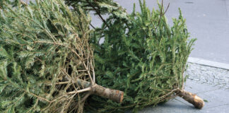 collecte sapins de Noël Besançon 2026