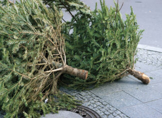 collecte sapins de Noël Besançon 2026