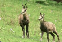 Chamois Doubs
