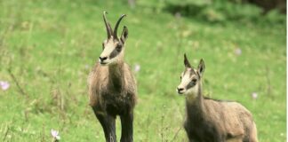 Chamois Doubs