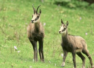 Chamois Doubs