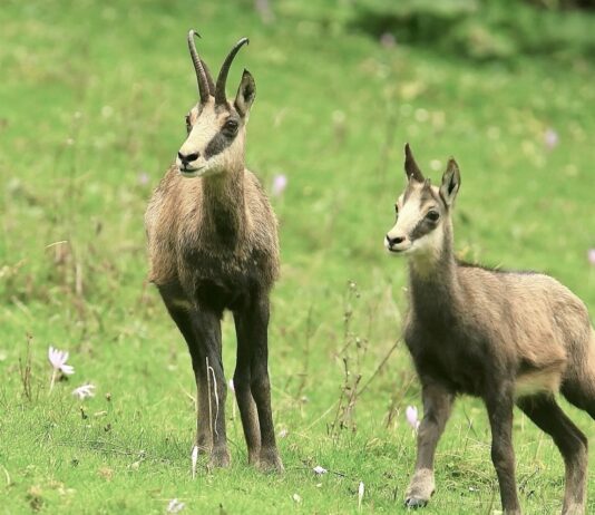 Chamois Doubs