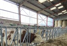 Les vaches sont de retour dans les fermes d'Écleux