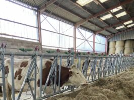 Jura. Après la DNC, le temps du repeuplement à Écleux Les vaches sont de retour dans les fermes d'Écleux